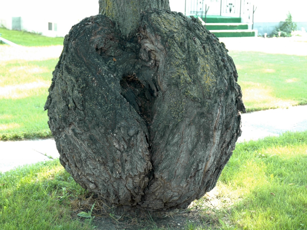 Elm Burl